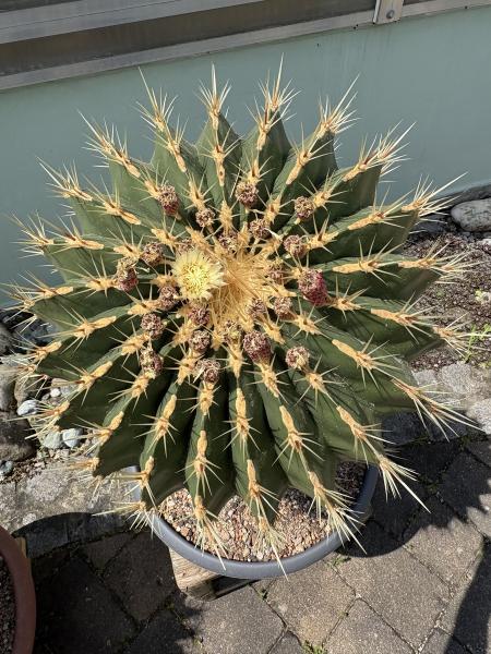 Ferocactus schwarzii